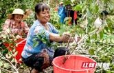 湖南芷江白蜡丰收  又见“侗乡八月飞雪”