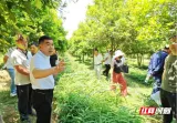 智赋郴州⑤丨谢红旗：以科创助力安仁中药材产业振兴