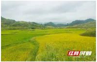 古丈县坪坝镇高标准农田喜迎秋收 一田双收粮渔旺