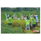 稻浪飘香迎秋收 亲子田间乐耕耘！安仁稻田变身趣味劳动课堂