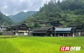 新晃中寨镇：系统推进人居环境整治，绘就侗乡宜居新画卷
