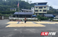 党群服务中心变身“晒粮场” 吉首市大坪村贴心服务助秋收