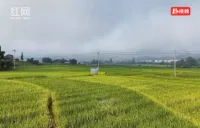 530.4公斤！我国杂交水稻制种亩产首破千斤大关