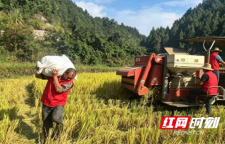 永顺县龙洞村：党群携手抢秋收 农机发力提效能