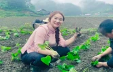 红薯叶变成“金叶子”，从大山走向海外