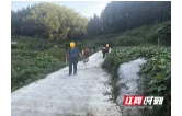 桃江公安：无人机“空中寻牛” 护民生暖民心