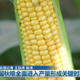 全国秋粮全面进入产量形成关键时期