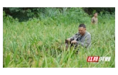 辰溪选场村：500亩“稻鱼共生”稻花鱼丰收捕捞忙