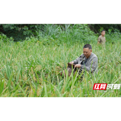 辰溪选场村：500亩“稻鱼共生”稻花鱼丰收捕捞忙