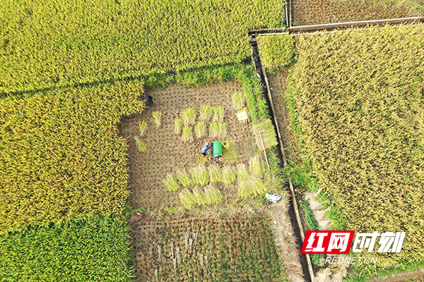DJI_0336.jpg
