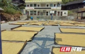 吉首市马颈坳镇各村党群阵地变身“金色晒场”
