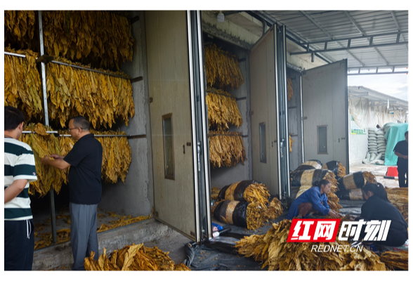 金叶飘香！省税务局驻青龙村工作队打造“千米千亩”烟叶示范基地，烤烟喜获丰收}