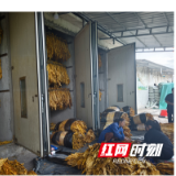 金叶飘香!省税务局驻青龙村工作队打造“千米千亩”烟叶示范基地,烤烟喜获丰收