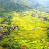 湘南千年梯田秋收忙:好生态“种”出好“钱”景