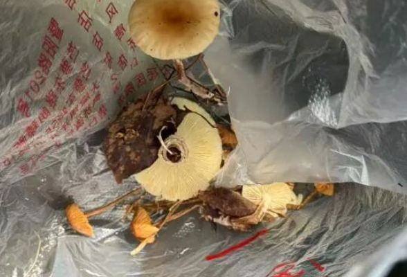 用AI鉴别毒蘑菇，结果人进了ICU……AI为啥会掉链子？
