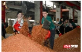 万吨红粱正式投粮！2026武陵酒下沙大典盛大启幕
