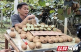 永顺县：直播赋能助农兴产 守护猕猴桃“好品质”
