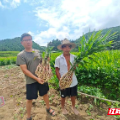 临武县：高山仔姜丰产助增收