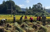 新化县圳上镇开展金秋助农抢收活动