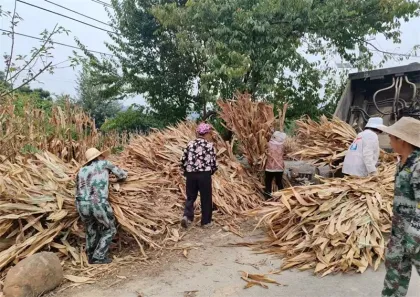 永定区大庸桥街道：“秸”尽全力开展秸秆禁烧专项行动