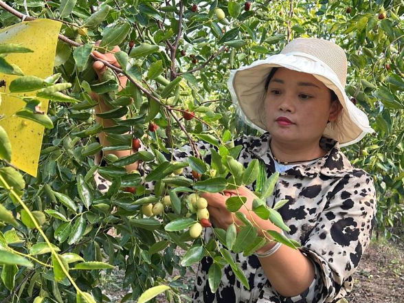 江永：小香枣挂满瑶乡枝头 “一村一品”拓宽富民新路径