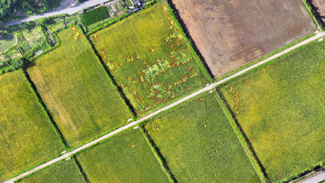 倒伏检测.png