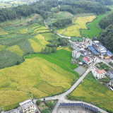 汝城县濠头乡：雨后田间“把脉问诊”农技下沉一线守护粮食稳产增收