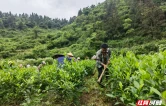 “从0到1”的答卷——记古丈县十八届人大代表唐清朝