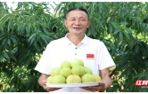 衡山县：个头大品相好 菁香桃“真香”