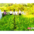汝城县： 培育农用种业“芯片” 擦亮地热应用名片