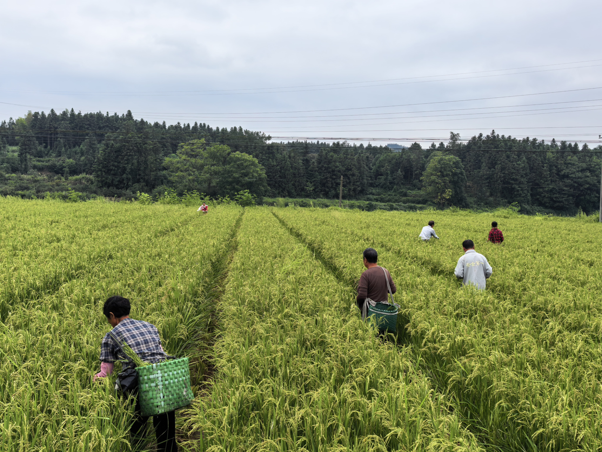 【江市镇】制种田管护忙，去杂除草备秋收
