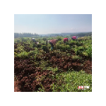 黑皮花生迎首收 安仁县牌楼乡松林村拓宽增收路