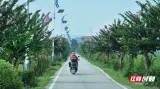 组图 | 安仁县：三公里紫薇长廊绚丽绽放