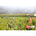 临武县水东镇：禾花鱼游出大“钱”景