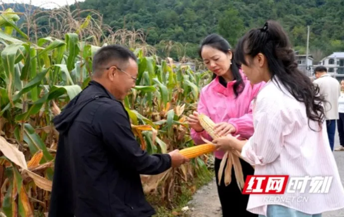 农技专家田间“阅卷” 龙山县转基因玉米交出高产“答卷”
