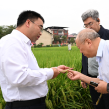 邵阳:雪峰山论稻启新程,专家院士共话水稻育种创新与产业升级