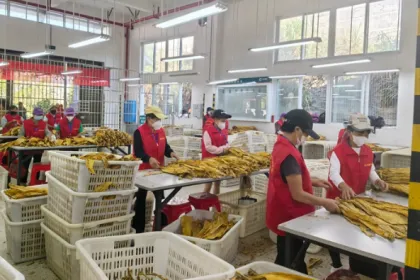 一片金叶的重量——永定区沅古坪烟站开秤收购