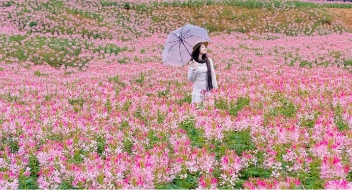 怀化黄古园小游园，醉蝶花开满坡粉紫