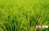 秋收“丰”景美 龙山县靛房镇稻田机声隆隆抢收忙