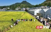 吉首市双塘街道：农旅融合带火乡村消费