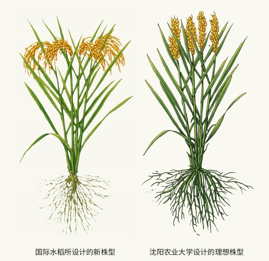 沈阳农业大学设计的理想株型(右)。沈阳农业大学供图