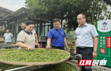 一叶红 茶乡兴——湘西州十五届人大代表舒玲霞茶山履职记