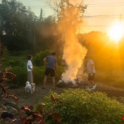 桃花源里,秸秆有了新去处