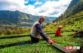 桑植白茶：七百年茶俗里的乡村振兴故事