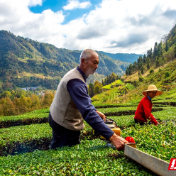桑植白茶:七百年茶俗里的乡村振兴故事