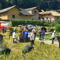 视频 | 稻谷飘香！韶山毛泽东同志故居前稻田迎来大丰收