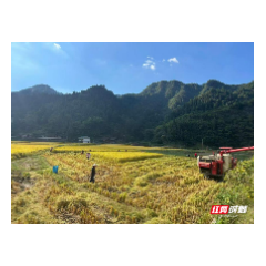 新晃中寨镇:机声隆隆连夜抢收,稻谷飘香颗粒归仓