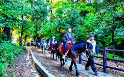 安化茶马古道：探秘“天空中的茶香之路”