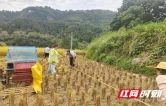 古丈县农技示范基地迎来收割季 优质香稻助振兴