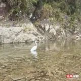 莽山受伤大白鹭康复放归